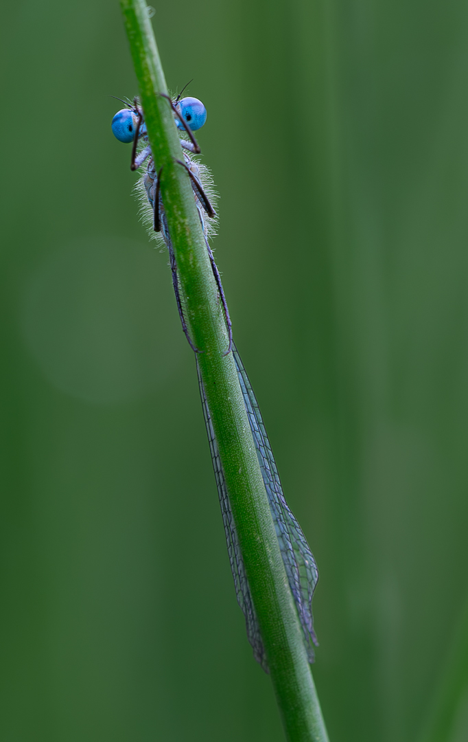 Lynne Watson (Scotland) Blue Damselfly